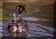 bird1.jpg (54911 bytes)