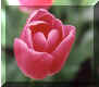 flower1.jpg (34579 bytes)