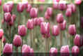flower2.jpg (73308 bytes)