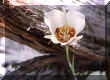 flower3.jpg (52040 bytes)