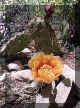 flower4.jpg (97108 bytes)