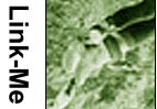 linkbutton.jpg (9503 bytes)